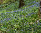 Bluebell Wood 8T33D-09